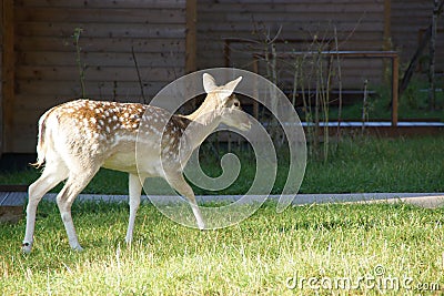 A magnificent deer which walks only. Family park, near Poitiers in France. Stock Photo