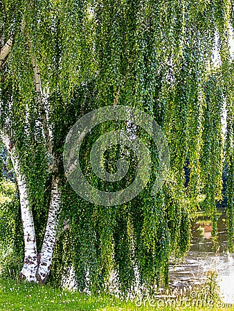 Magnificent European White Birch (Betula pendula) Stock Photo