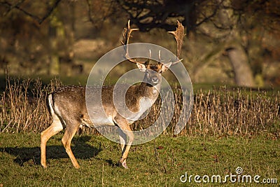 A Magnificent Fallow Deer Buck - Dama dama, Warwickshire, England. Stock Photo