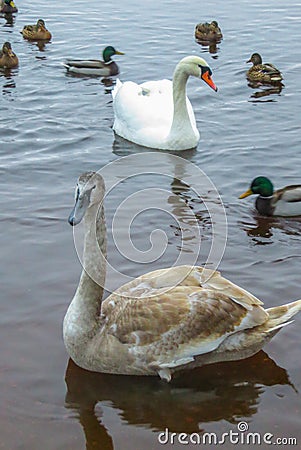 A magnificent family of white swans against the background of blue river water Stock Photo