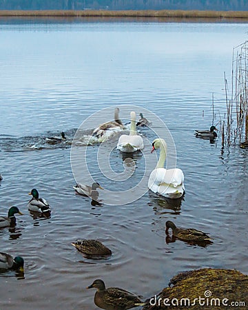 A magnificent family of white swans against the background of blue river water Stock Photo