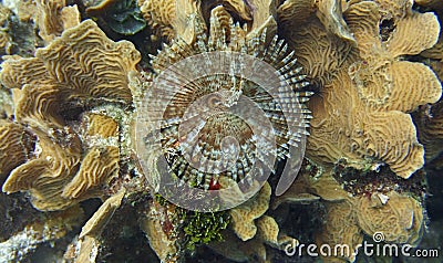 Magnificent feather duster marine worm Stock Photo