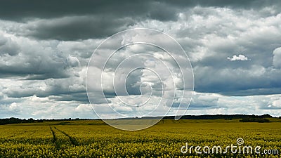 Magnificent fluffy clouds over the rapeseed field during sunset. Gray rainy clouds over a field of flowering rapeseed. Industry Stock Photo