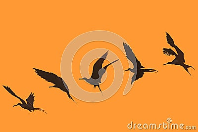 Magnificent frigate bird flying sequence Stock Photo