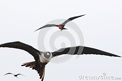 Magnificent frigate bird,Fregata magnificens, flying against a white sky Stock Photo