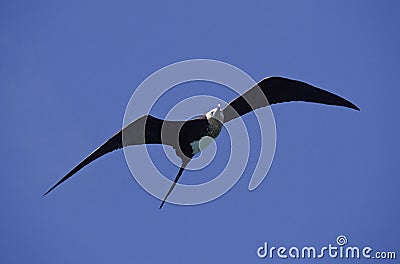 Magnificent Frigatebird, fregata magnificens, Adult in Flight, Mexique Stock Photo