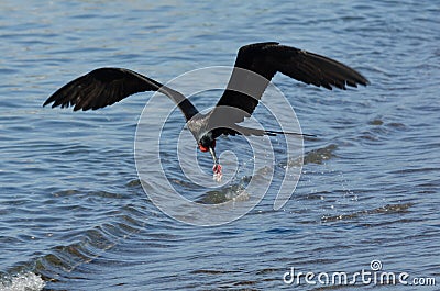 Magnificent Frigatebird Stock Photo