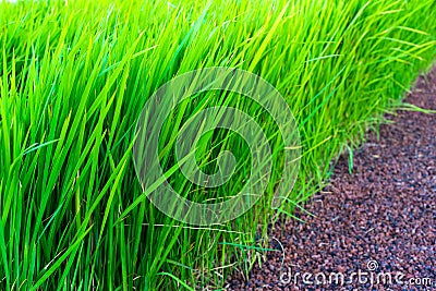 Magnificent green grass Stock Photo