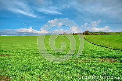 Magnificent green grass agricultural field Stock Photo