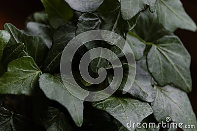 Magnificent green ivy nicely illuminated in home Stock Photo