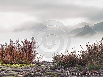 Magnificent hilly landscape in gentle pink sunrise. Misty valley Stock Photo