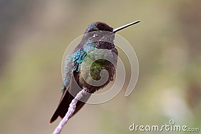 Magnificent Hummingbird Stock Photo