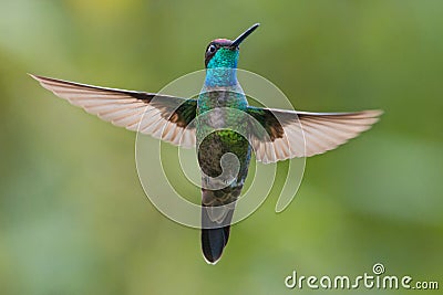 Magnificent Hummingbird in Costa Rica Stock Photo