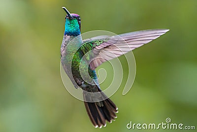 Magnificent Hummingbird in Costa Rica Stock Photo