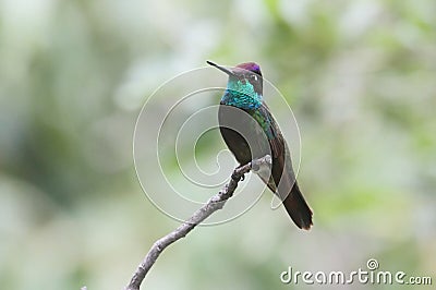 Magnificent Hummingbird (Eugenes fulgens) Stock Photo