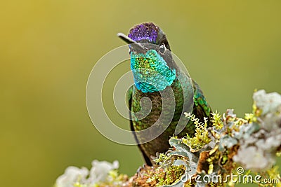 Magnificent Hummingbird, Eugenes fulgens, nice bird on moss branch. Wildlife scene from nature. Jungle trees with small animal. Hu Stock Photo