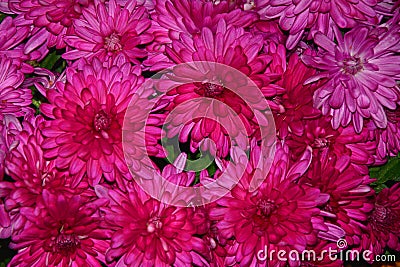 Magnificent large bright pink chrysanthemums Stock Photo