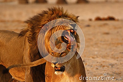 Magnificent Lions Flehmen Response Stock Photo