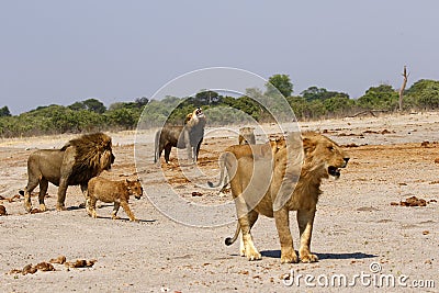 Magnificent Lions Flehmen Response Stock Photo