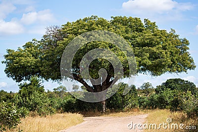 Magnificent marula tree Sclerocarya birrea with wide span, Kruger National Park, South Africa Stock Photo