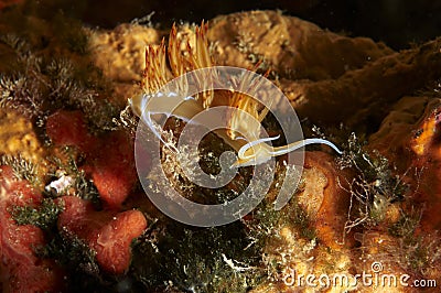 Magnificent orange tailed snail Stock Photo