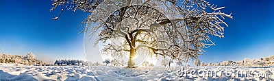 Magnificent panoramic winter scenery with a large tree in snow Stock Photo