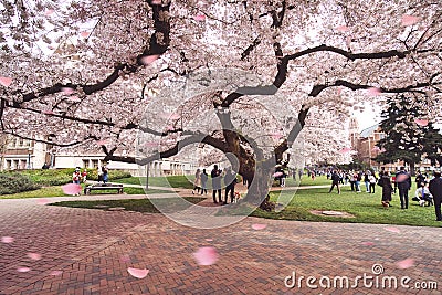 Magnificent photo of the Cherry blossom tree at University of Washington Editorial Stock Photo