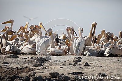 photography of pelicans in the Djoudj National Park in Senegal Stock Photo
