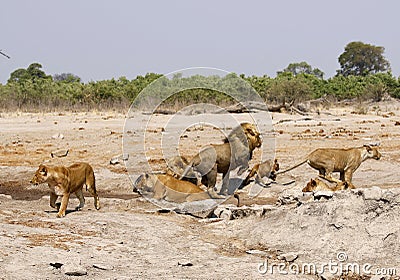 Magnificent Pride of Lions in action Stock Photo