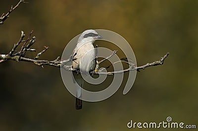 A magnificent rare hunting Red-backed Shrike, Lanius collurio, perched in a tree. Stock Photo