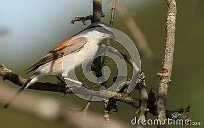 A magnificent rare hunting Red-backed Shrike, Lanius collurio, perched in a tree. Stock Photo