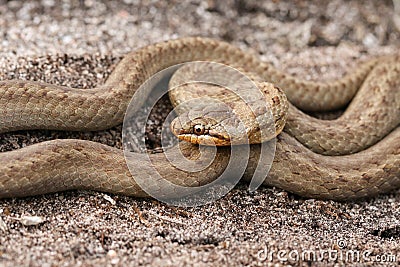 A magnificent rare Smooth Snake, Coronella austriaca, coiled up in heathland in the UK. Stock Photo