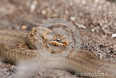 A magnificent rare Smooth Snake, Coronella austriaca, coiled up in heathland in the UK. Stock Photo