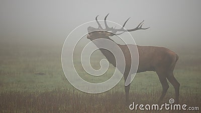 Magnificent red deer roaring on meadow in morning fog. Stock Photo