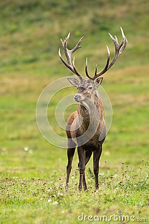 Magnificent red deer standing on meadow in nature. Stock Photo