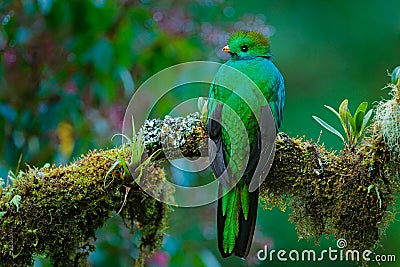 Magnificent sacred green and red bird. Detail portrait of Resplendent Quetzal. Resplendent Quetzal, Pharomachrus mocinno, from Sav Stock Photo