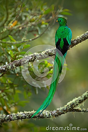 Magnificent sacred green and red bird Resplendent Quetzal from Savegre in Costa Rica, very long tail Stock Photo