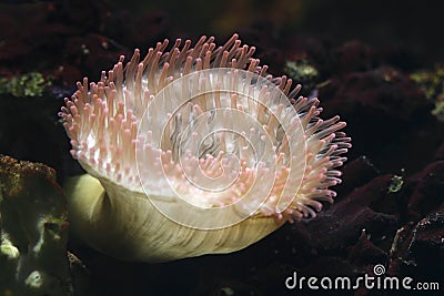 Magnificent sea anemone Stock Photo
