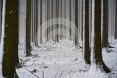 Magnificent shot of thin tree trunks fully covered in snowy. Perfect for winter wallpaper Stock Photo