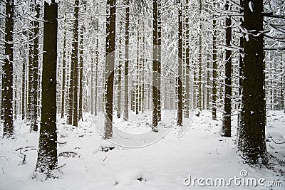 Magnificent shot of thin tree trunks fully covered in snowy. Perfect for winter wallpaper Stock Photo