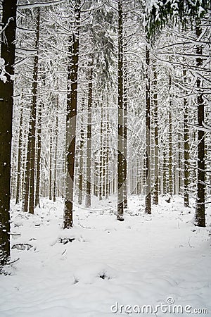 Magnificent shot of thin tree trunks fully covered in snowy. Perfect for winter wallpaper Stock Photo