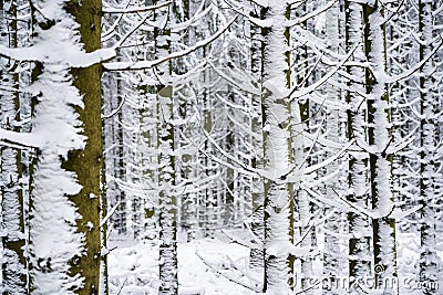 Magnificent shot of thin tree trunks fully covered in snowy. Perfect for winter wallpaper Stock Photo