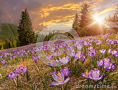 Magnificent sunset over mountain meadow with beautiful blooming purple crocuses Stock Photo