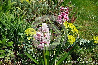Pink hyacinths in the garden in April. Berlin, Germany Stock Photo