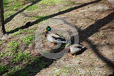 Two drake mallards on the banks of the Wuhle river. Berlin, Germany Stock Photo