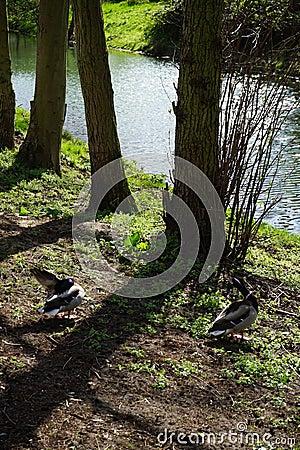 Two drake mallards on the banks of the Wuhle river. Berlin, Germany Stock Photo