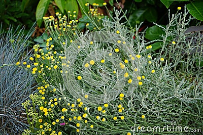 An evergreen with silvery foliage, Santolina chamaecyparissus has yellow flowers in June. Berlin, Germany Stock Photo