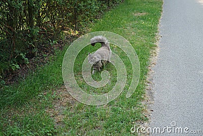 The gray fluffy cat confidently walks towards the familiar hole in the fence. Berlin, Germany Stock Photo