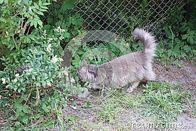 The gray fluffy cat confidently walks towards the familiar hole in the fence. Berlin, Germany Stock Photo