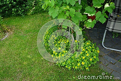 Sedum kamtschaticum var. ellacombianum blooms with beautiful yellow flowers in June. Berlin, Germany Stock Photo